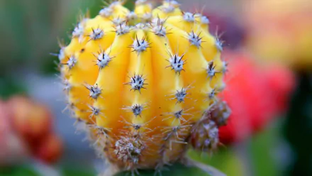 nature cactus HD Desktop Wallpaper | Background Image