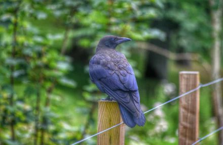 HD desktop wallpaper featuring a detailed black crow perched on a wooden fence post with a blurred green natural background.