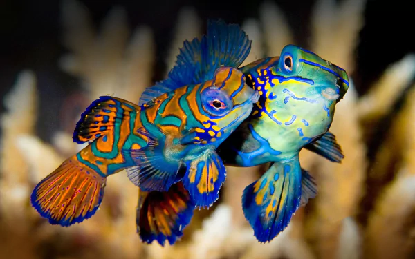 Vibrant pair of mandarinfish with electric blue, orange and green markings swimming over coral — HD PC desktop wallpaper background.