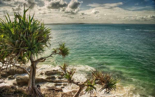 Nature Seashore Sea Tree Cloud Australia Coast Coastline Ocean Palm Tree Beach Turquoise HD Wallpaper | Background Image