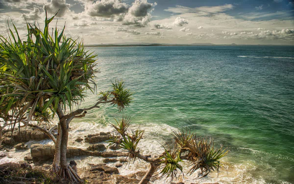 Turquoise ocean meets rocky coastline under a cloudy sky, framed by palm trees along the Australian seashore in this HD desktop wallpaper.