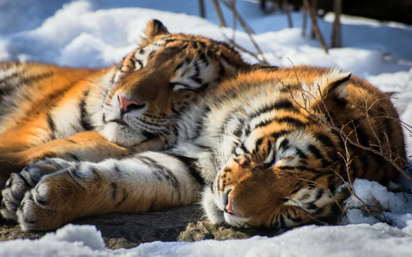 HD desktop wallpaper featuring a Siberian tiger peacefully sleeping in the snow, capturing the serene beauty of this majestic animal.