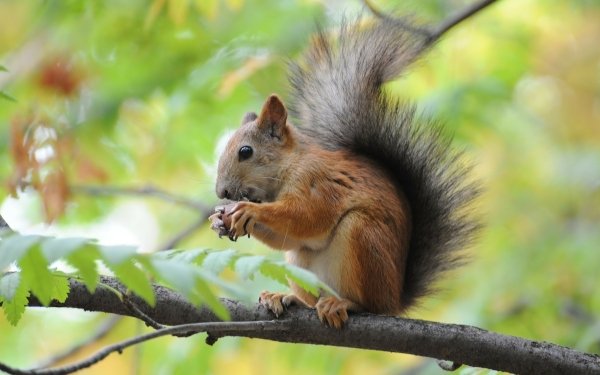 Animal Squirrel Branch HD Wallpaper | Background Image
