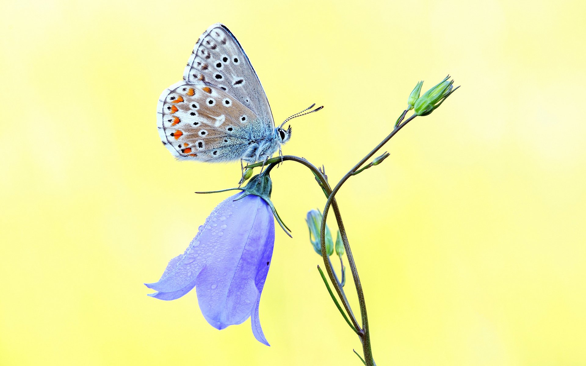 A close-up HD wallpaper of a delicate butterfly perched on a blue bellflower against a soft yellow background.