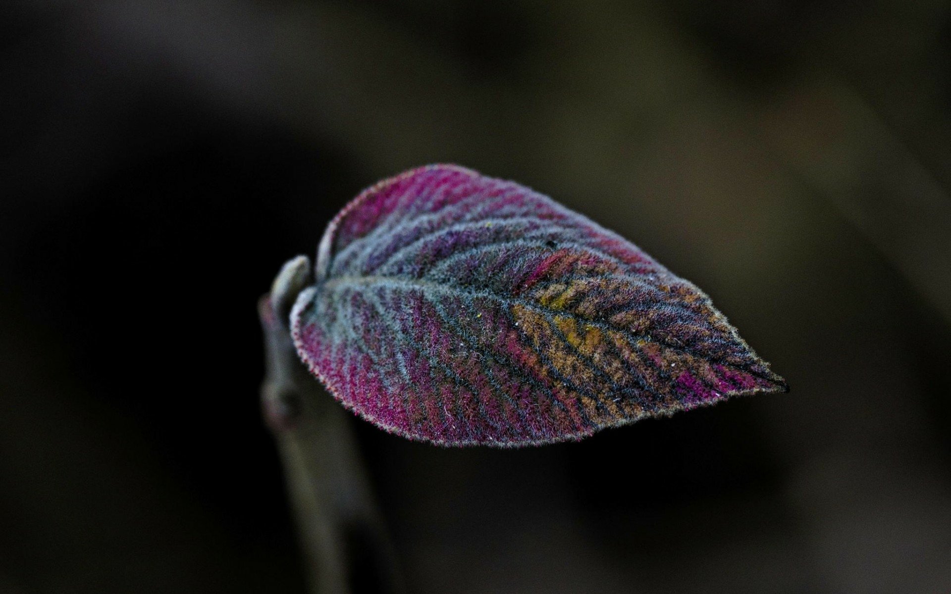 Download Nature Leaf HD Wallpaper