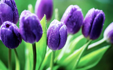 nature tulip HD Desktop Wallpaper | Background Image