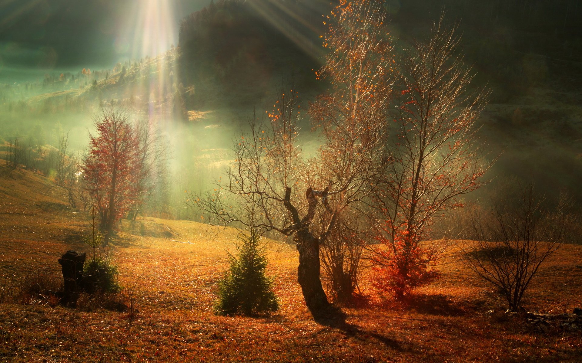 Enchanted Fall: HD Nature's Golden Glow | 1920x1200 | Wallpaper Abyss