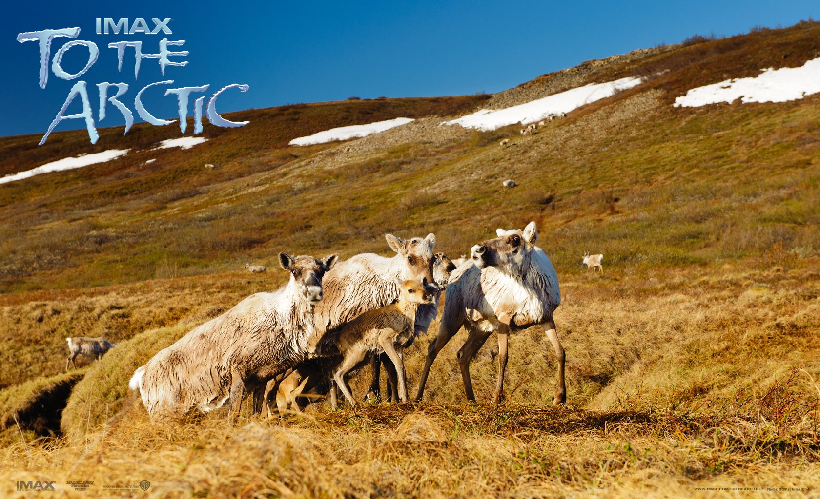 Download Caribou Tundra Arctic Movie To The Arctic Wallpaper