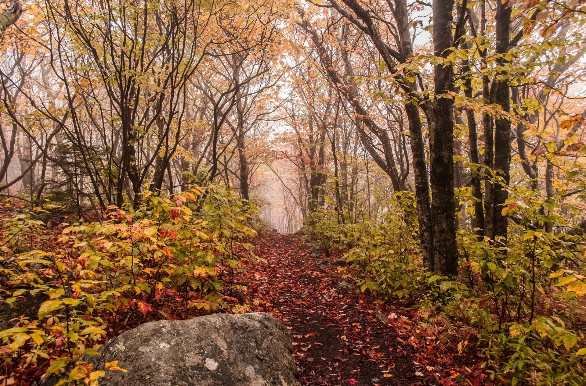 Download Path Wood Nature Fall HD Wallpaper