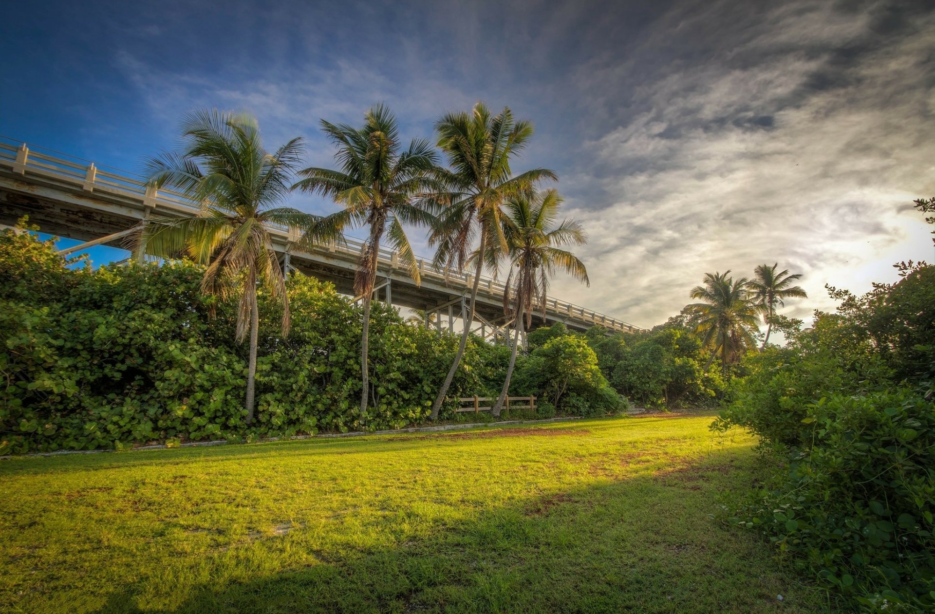Download Palm Tree Tropics Man Made Bridge HD Wallpaper