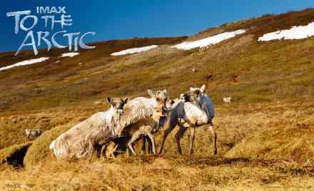  Caribou In The Arctic Tundra