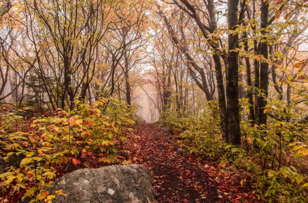 path wood nature fall HD Desktop Wallpaper | Background Image