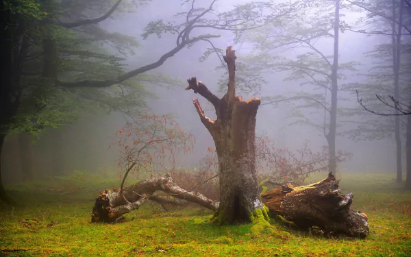 Fog envelops a dense forest with broken tree trunks scattered on the mossy ground, creating a serene and mysterious HD PC desktop wallpaper background.
