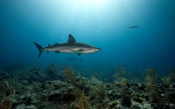 Animal Shark Sharks Fish Underwater Ocean Coral HD Wallpaper | Background Image