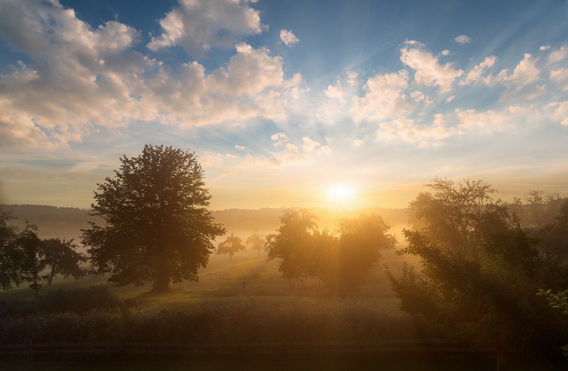 Download Cloud Sunbeam Tree Morning Summer Nature Sunrise HD Wallpaper ...