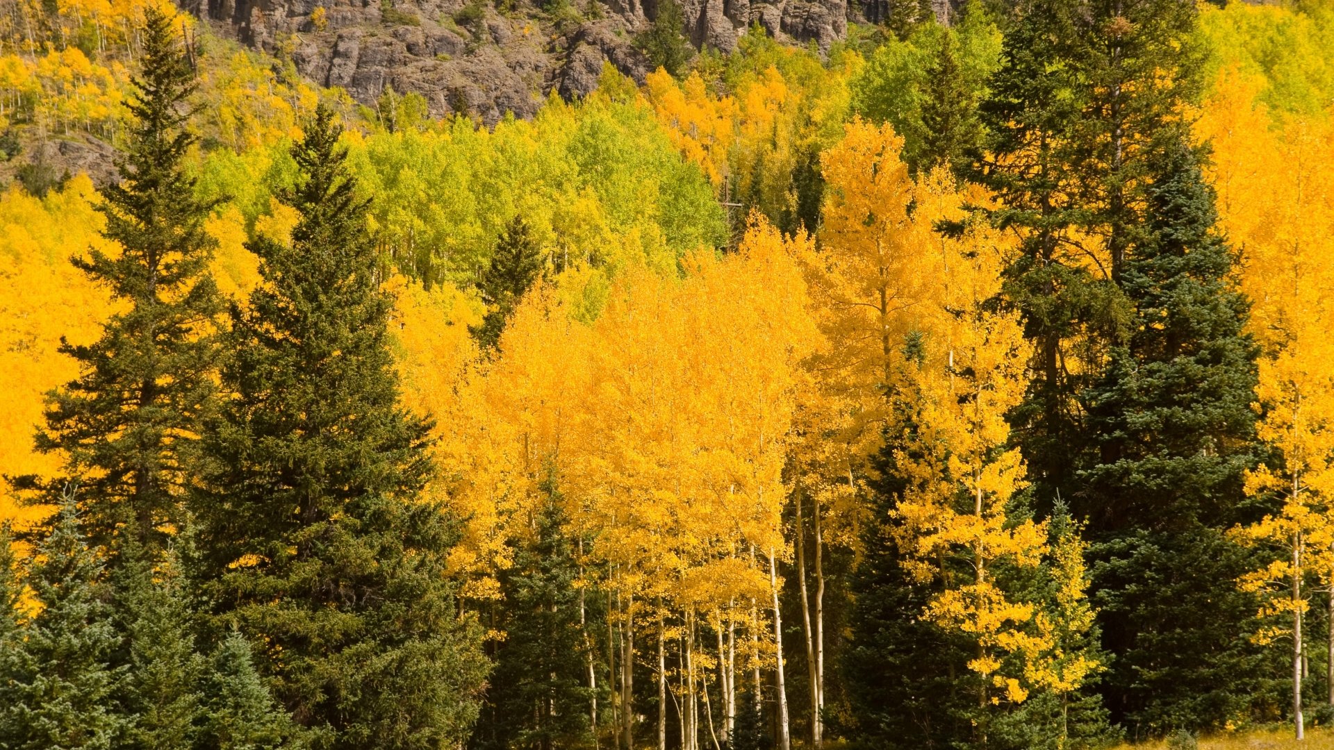 4K Ultra HD Fall Splendor: Vibrant Nature in Golden Autumn | 3840x2160 ...