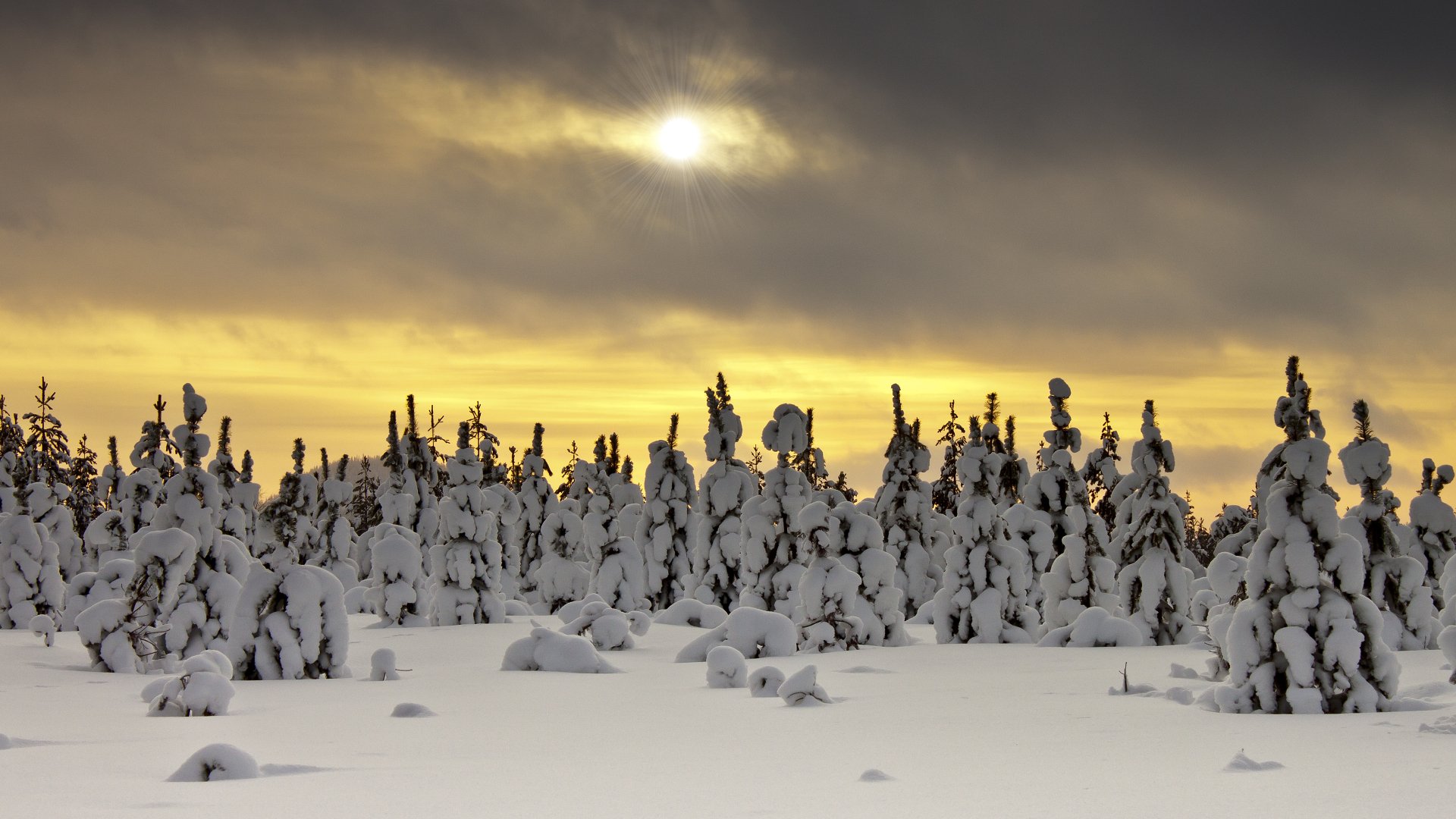 4K Ultra HD winter landscape of snow-covered trees under a cloudy, golden sunset sky, showcasing serene nature in a snowy setting.