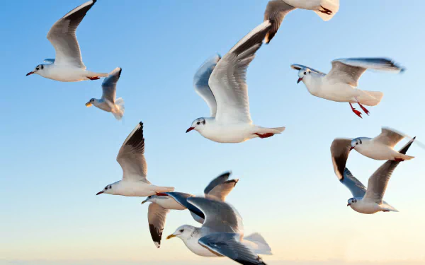 A flock of seagulls soars against a clear blue sky, captured in vibrant detail as a 4K Ultra HD PC desktop wallpaper featuring birds and animals.