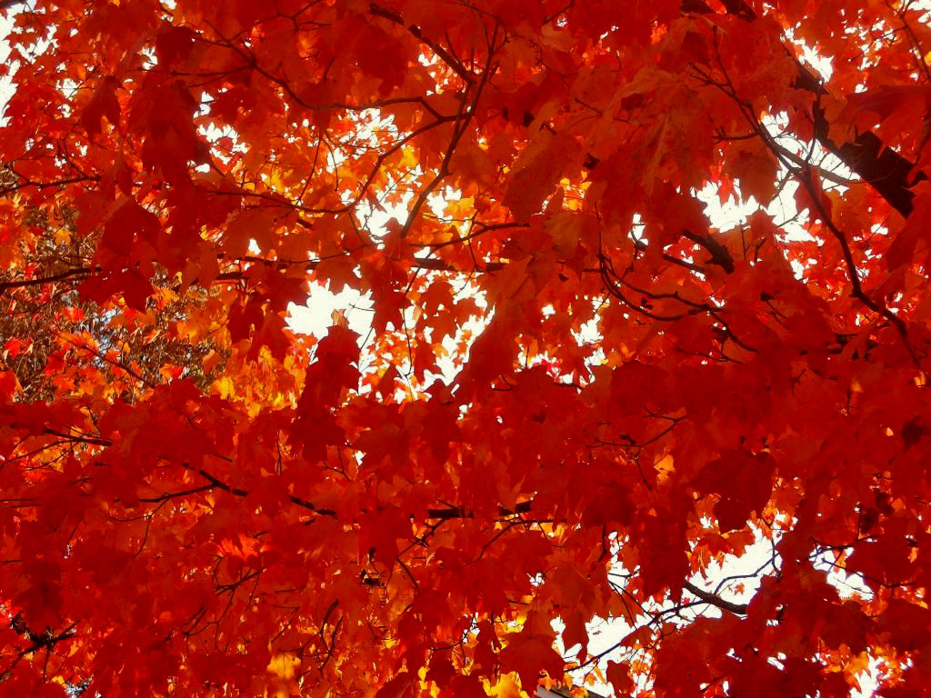 Download Nature Fall HD Wallpaper