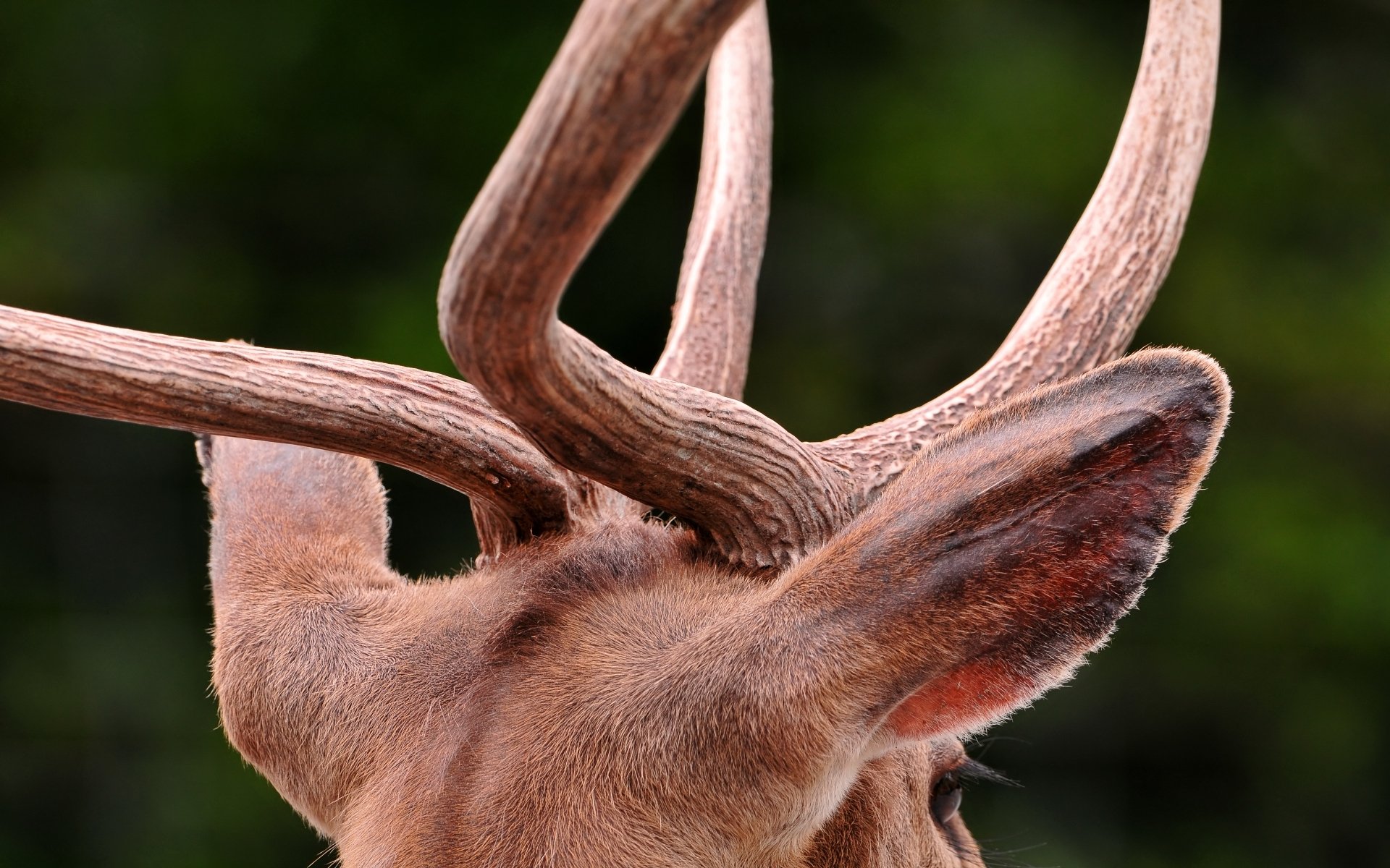 Photography Antler HD Wallpaper