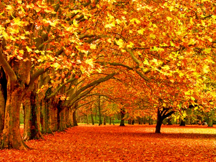 Vibrant fall foliage lines a tranquil path, showcasing golden and orange leaves under the canopy of trees, creating a stunning nature desktop wallpaper.