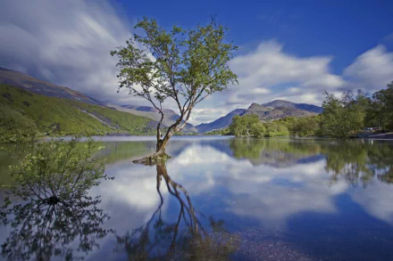 Snowdonia mountain lake with a solitary tree reflected in glassy water under blue sky — 2K Quad HD PC desktop wallpaper and background, nature landscape.