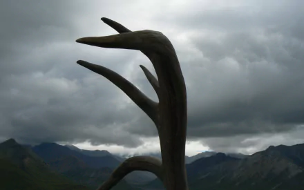  Antler to the sky