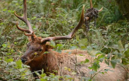 Animal elk HD Desktop Wallpaper | Background Image