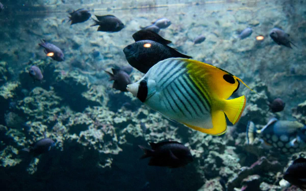 A vibrant butterflyfish swims among dark-hued fish and coral in this HD wallpaper, showcasing the beauty of marine life in a tranquil underwater scene.