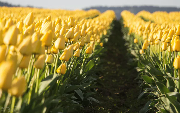 nature tulip HD Desktop Wallpaper | Background Image