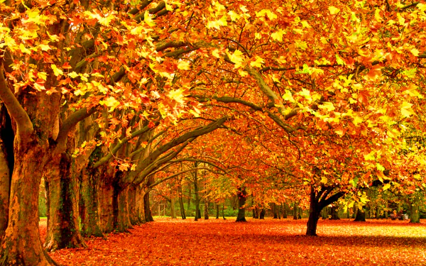 Vibrant fall foliage lines a tranquil path, showcasing golden and orange leaves under the canopy of trees, creating a stunning nature desktop wallpaper.