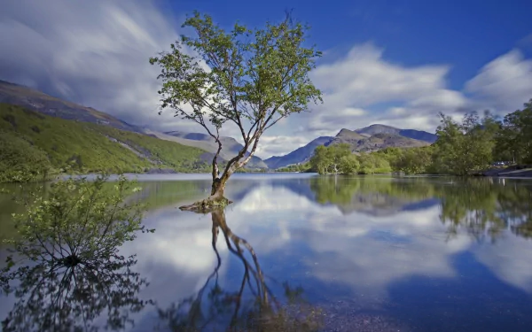 Snowdonia mountain lake with a solitary tree reflected in glassy water under blue sky — 2K Quad HD PC desktop wallpaper and background, nature landscape.