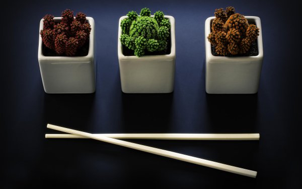 Photography Still Life Earth Nature Plant Cactus Chopsticks HD Wallpaper | Background Image