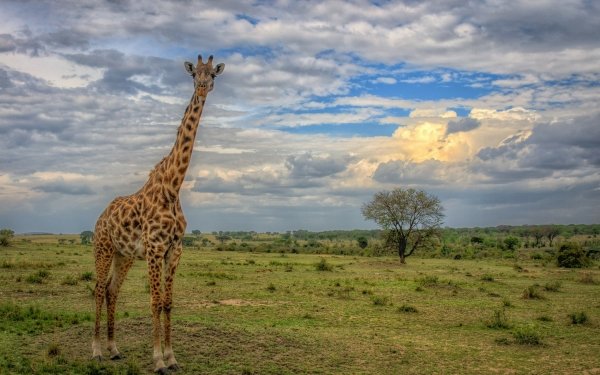 Animal Giraffe Savannah Tree Cloud HD Wallpaper | Background Image
