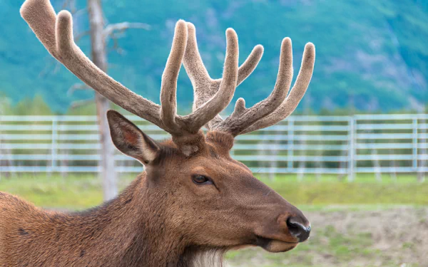 Animal reindeer HD Desktop Wallpaper | Background Image