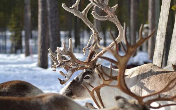 Animal reindeer HD Desktop Wallpaper | Background Image