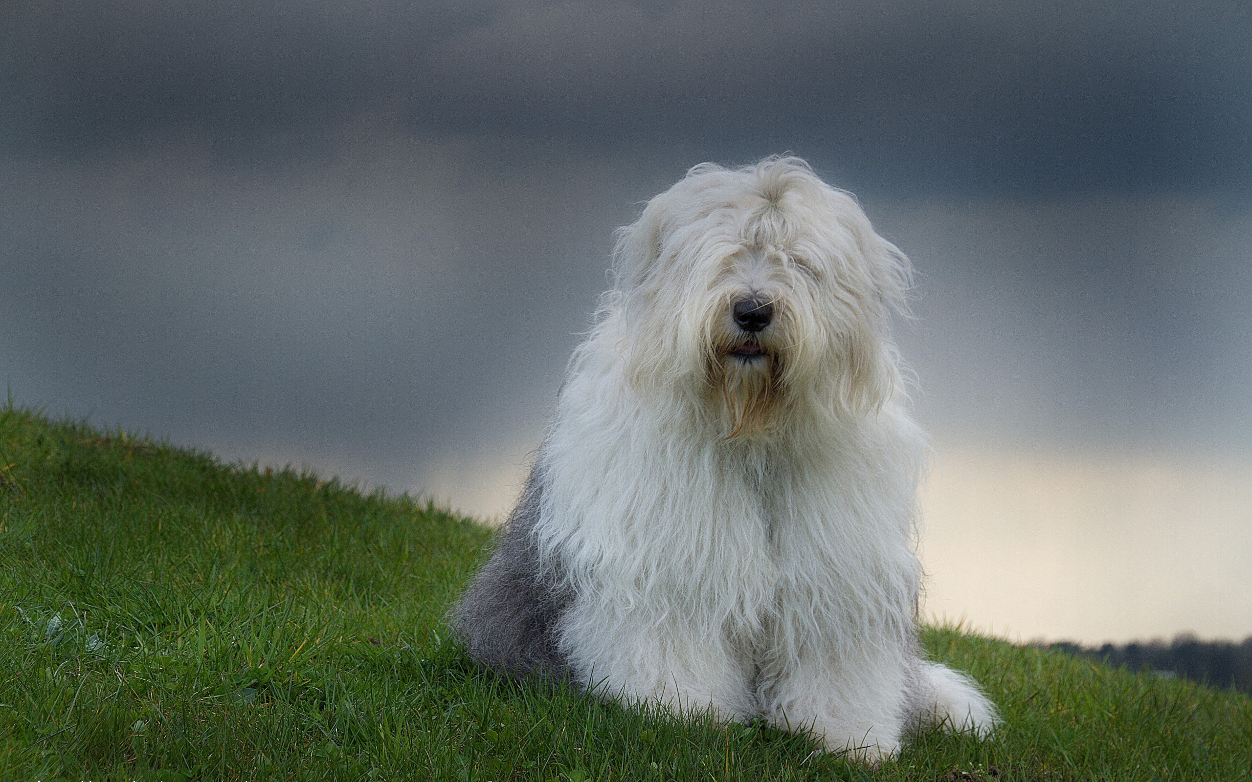 old english sheep dog with pommie