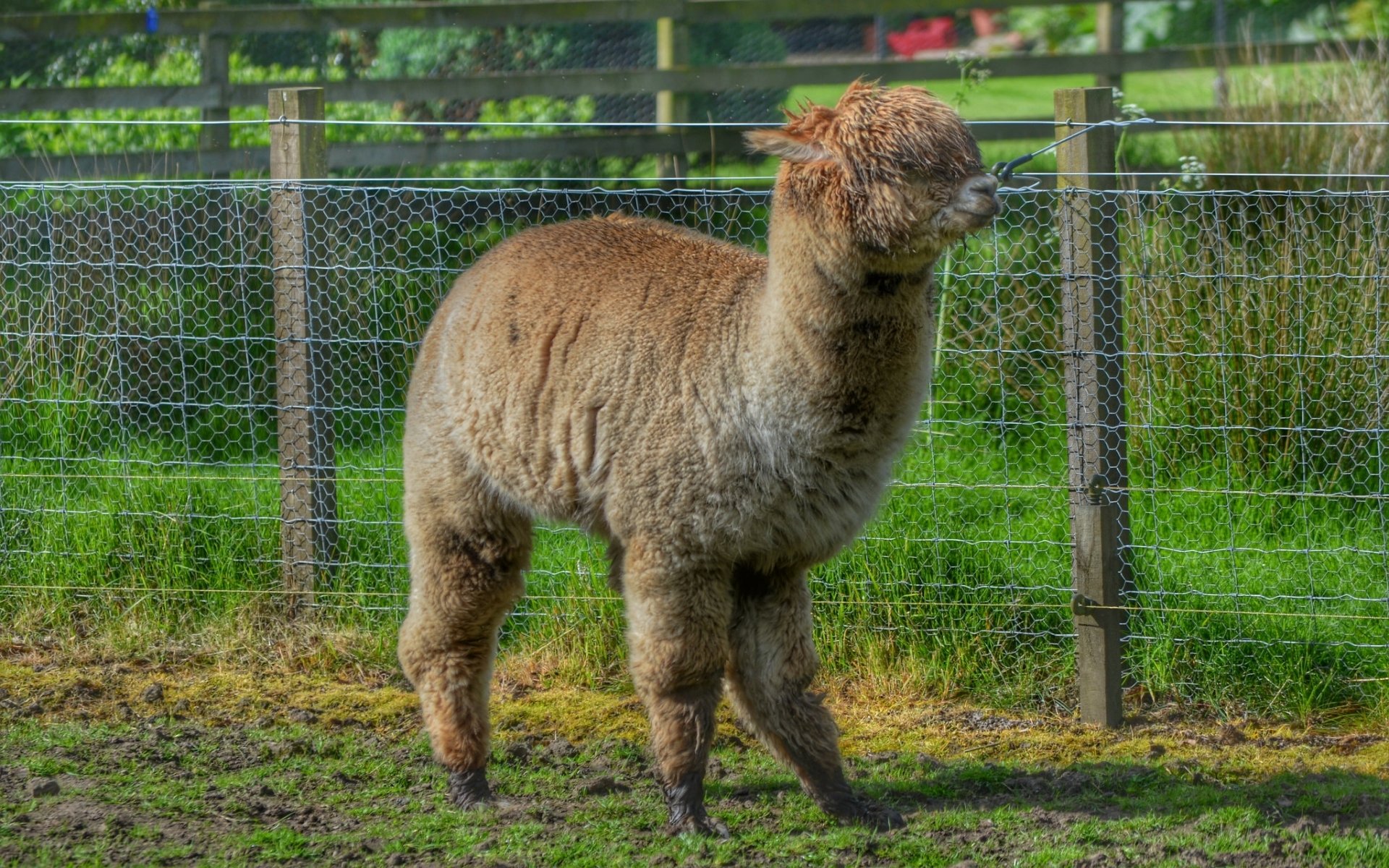 Download Animal Alpaca HD Wallpaper