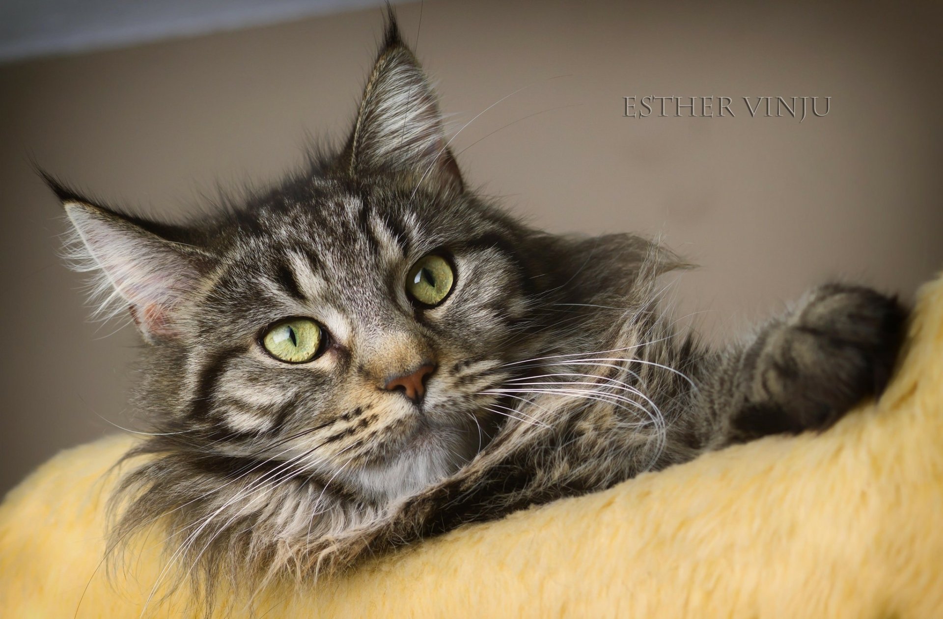 HD PC desktop wallpaper and background: close-up of a long-haired tabby cat with green eyes lounging on a soft yellow cushion against a warm neutral backdrop.
