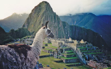 Animal alpaca HD Desktop Wallpaper | Background Image