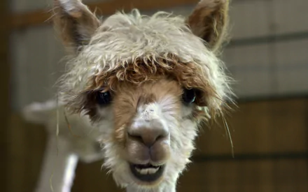 Animal alpaca HD Desktop Wallpaper | Background Image