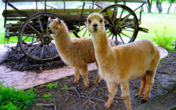 Animal alpaca HD Desktop Wallpaper | Background Image