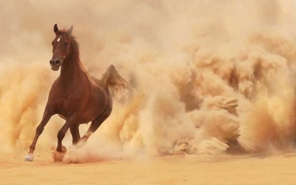 Animal Horse Running Dust Dirt HD Wallpaper | Background Image