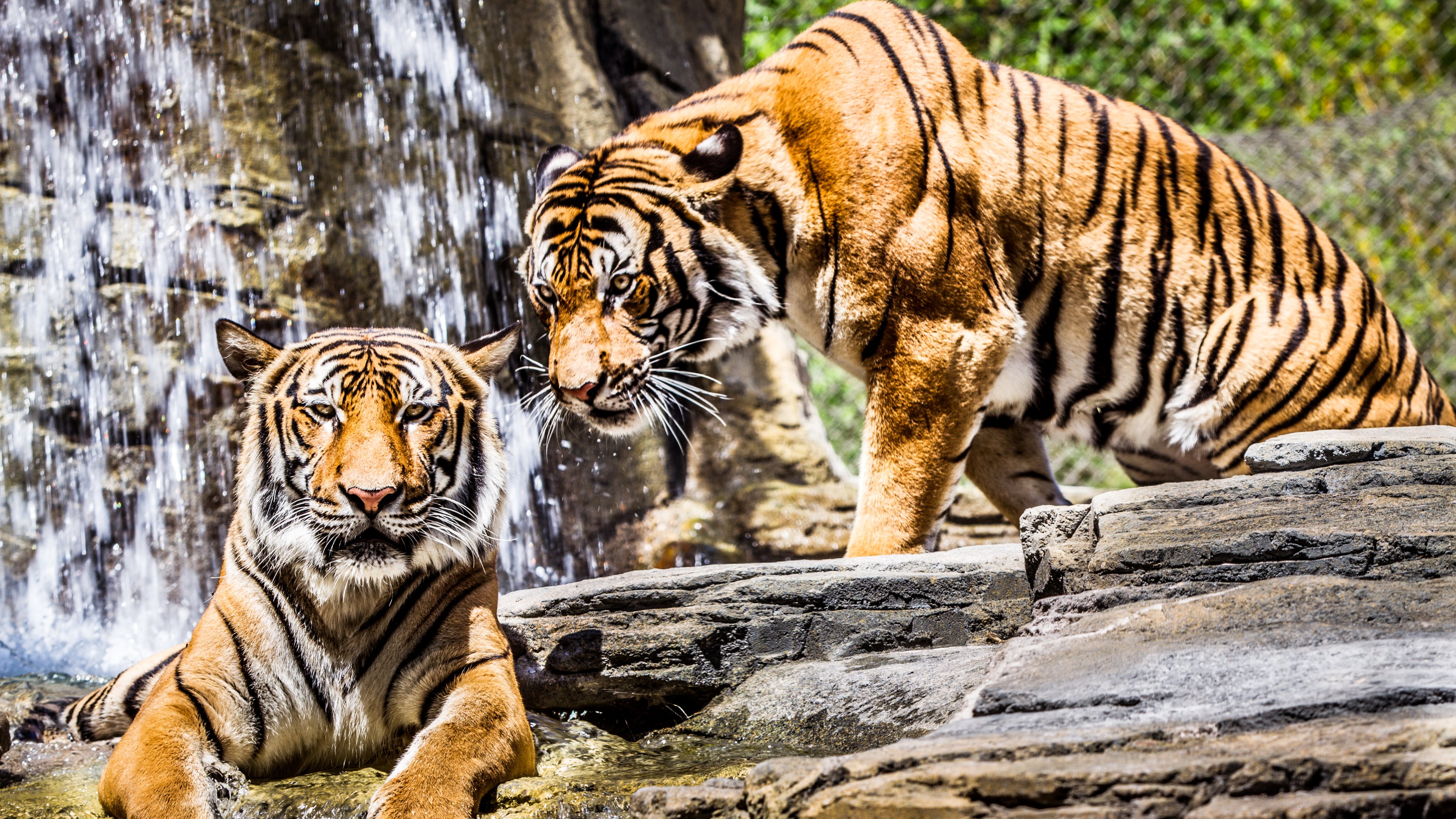 Tiger 4k Ultra HD Wallpaper | Background Image | 3840x2160