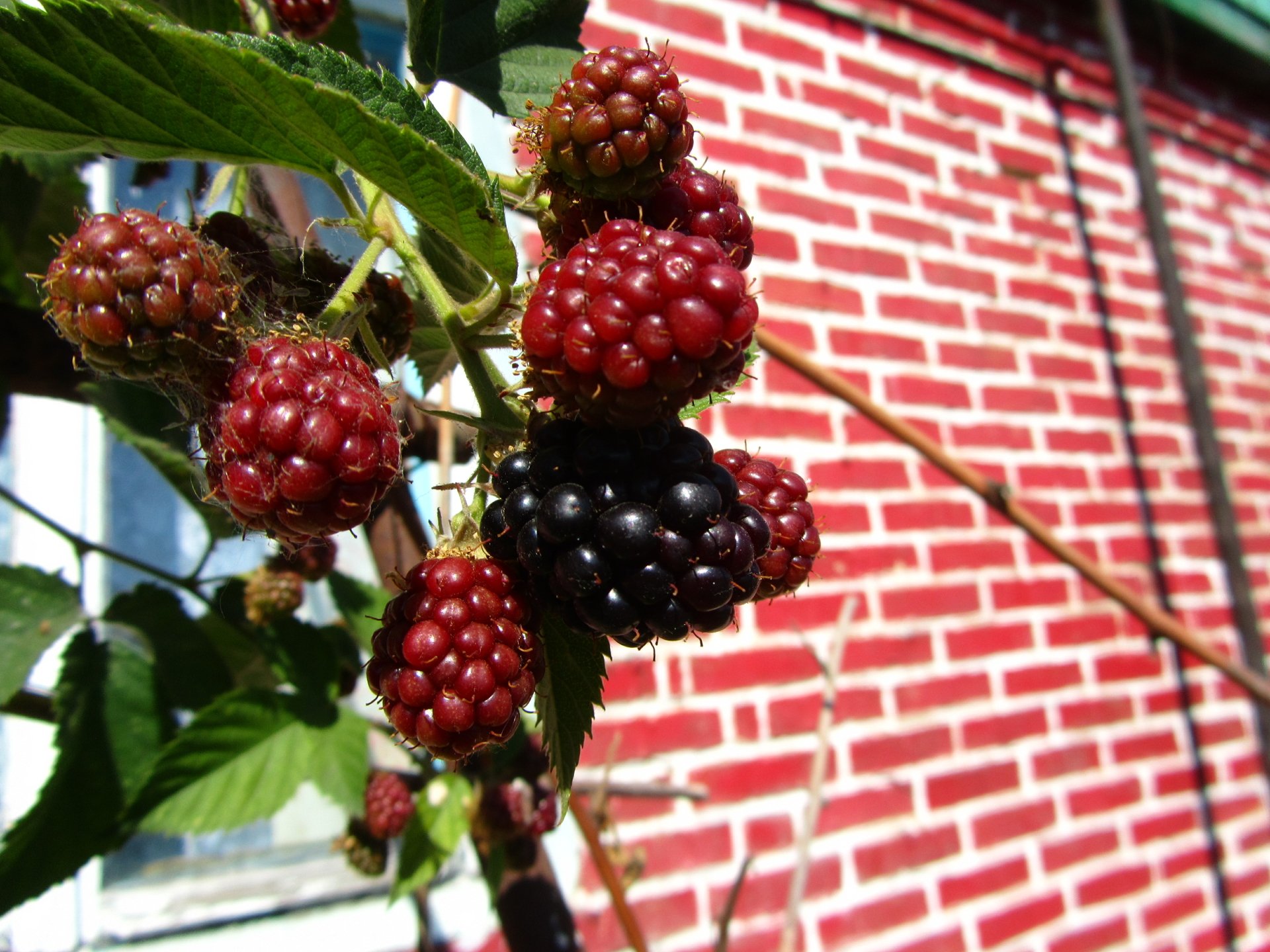 Download Food Berry 4k Ultra HD Wallpaper by Vergilius