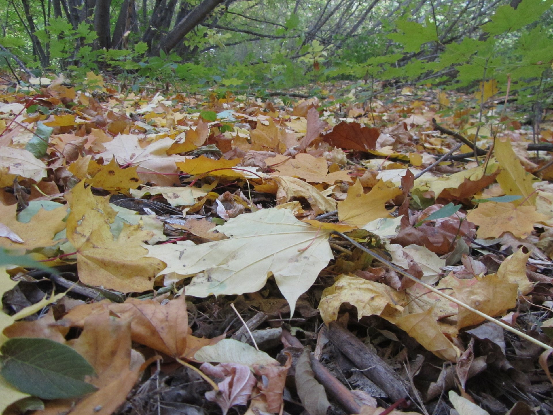 Download Nature Leaf 4k Ultra HD Wallpaper by Vergilius