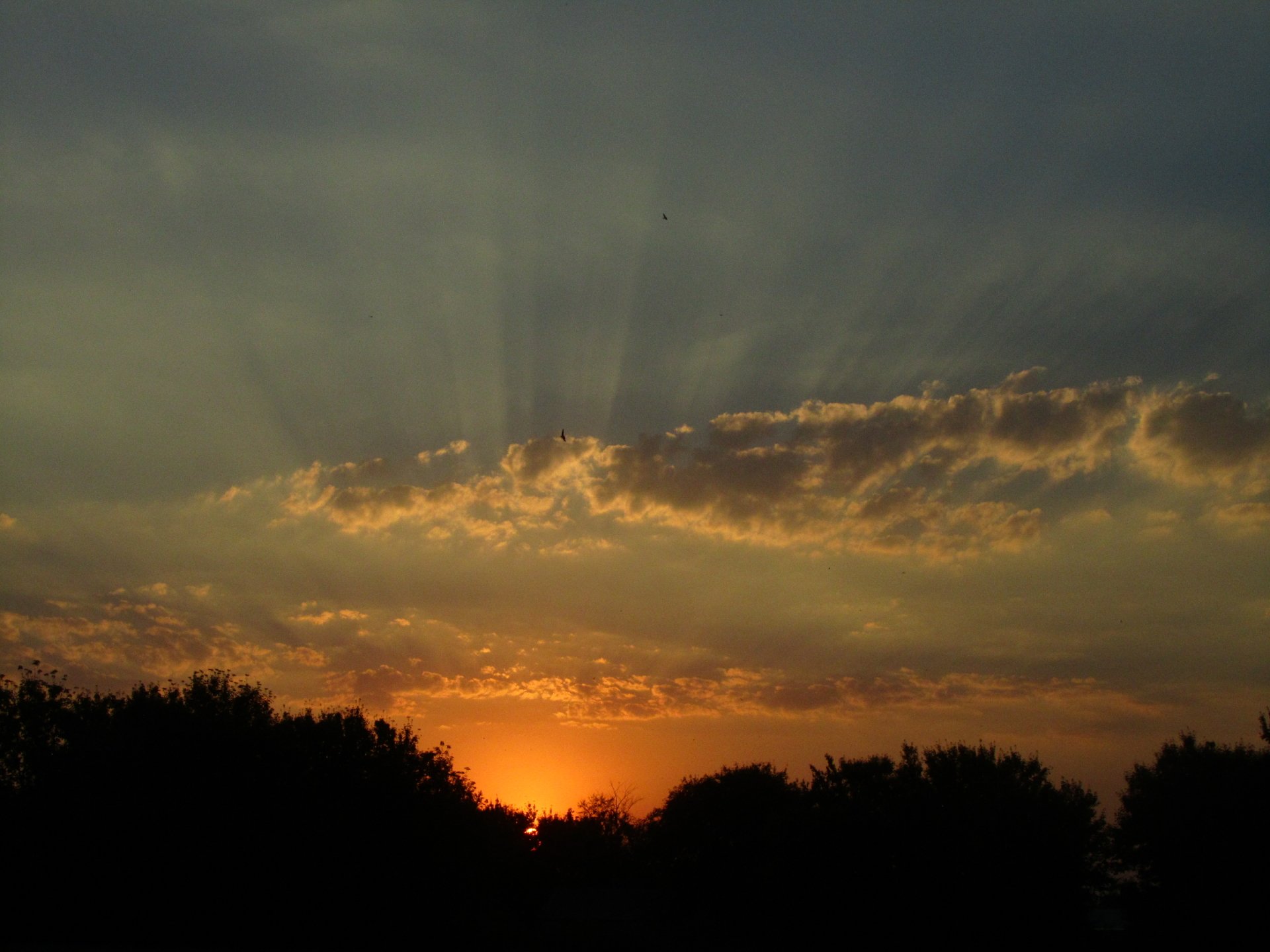 4K Sunset Wallpaper — Golden Horizon & Silhouetted Trees by Vergilius ...