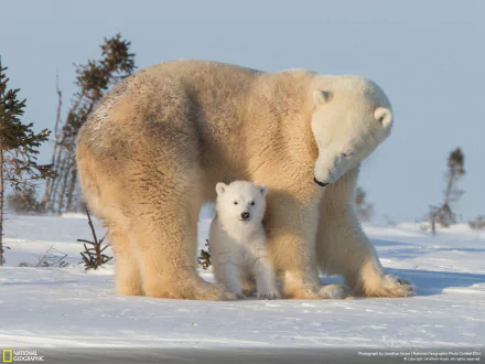 HD desktop wallpaper of a polar bear and cub in a snowy landscape, capturing a tender moment of maternal love in winter.