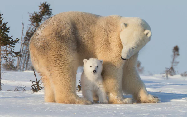 HD desktop wallpaper of a polar bear and cub in a snowy landscape, capturing a tender moment of maternal love in winter.