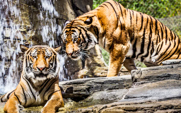 Two magnificent tigers are pictured near a waterfall, one lounging on rocks while the other stands close by, creating a striking and vibrant HD desktop wallpaper.